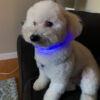 Bichon Frise dog sitting on chair wearing blue LED light up dog collar with anchors and sailboats