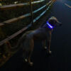 Dog on leash wearing light up collar blue LEDS on walking path
