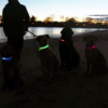 Guy walking four dogs on beach all wearing different colored LED dog collars, bright blue, neon green, red, and hot pink