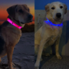 Two dogs, one on the left wearing a Pink LED dog collar lighting up and one on the right wearing a blue LED dog collar lighting up