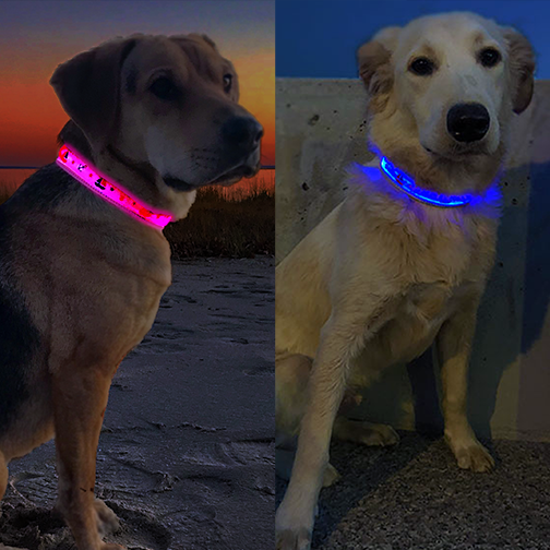 Nautical LED Light Up Dog Collar (Rechargeable)