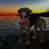 Dog standing on edge of beach shoreline at sunset wearing pink LED light up collar with sailboats