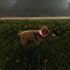 Poodle with pink LED dog collar on