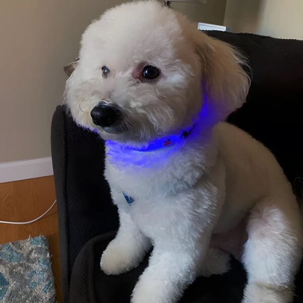 Nautical LED Light Up Dog Collar (Rechargeable) - Image 14