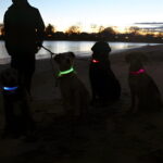 Neon LED Light Up Dog Collar | Bright and Reflective - Image 26