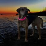 Nautical LED Light Up Dog Collar (Rechargeable) - Image 13