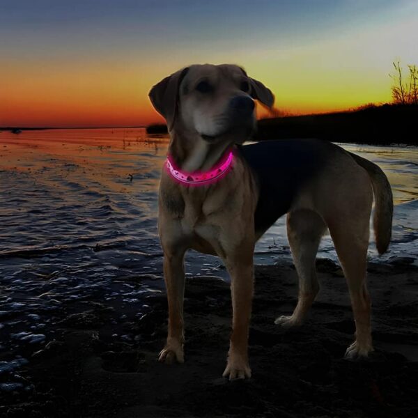 Nautical LED Light Up Dog Collar (Rechargeable) - Image 13