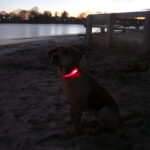Neon LED Light Up Dog Collar | Bright and Reflective - Image 24