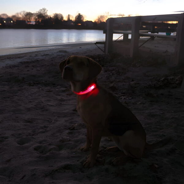Neon LED Light Up Dog Collar | Bright and Reflective - Image 24